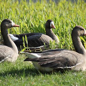 Greater White Fronted Geese (Anser albifrons)