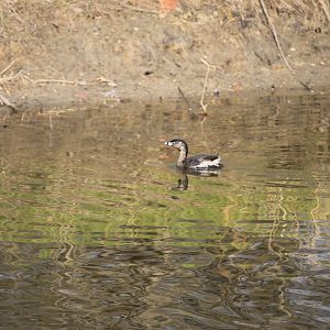 Pied-Billed Grebe (Podilymbus podiceps)
