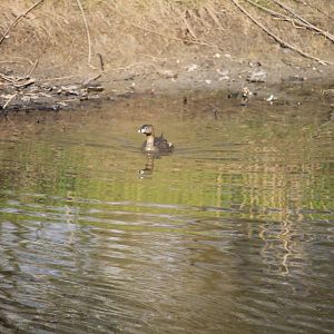 Pied-Billed Grebe (Podilymbus podiceps)