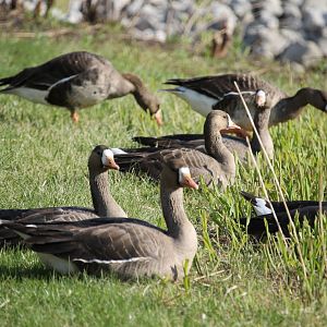 Greater White-Fronted Goose (Anser albifrons)