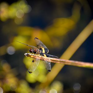 Yellow-striped Flutterer (Rhyothemis phyllis)