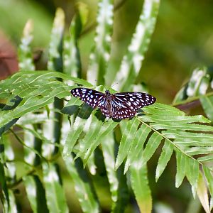 Blue Tiger (Tiramula hamata)