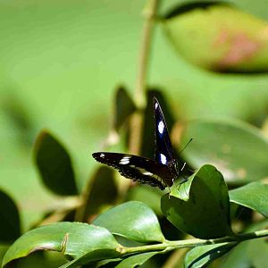 Common Eggfly (Hypolimnas bolina)