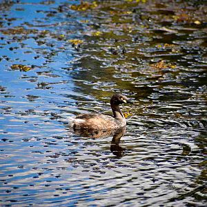 Australasian Grebe (Tachybaptus novaehollandiae)