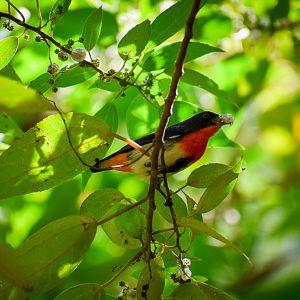 Mistletoebird (Dicaeum hirundinaceum)