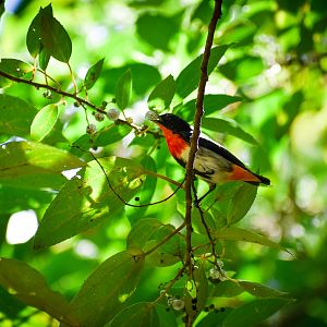 Mistletoebird (Dicaeum hirundinaceum)