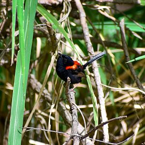 Red-backed Fairywren (Malurus melanocephalus)