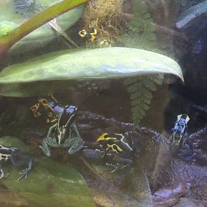 dart frog species