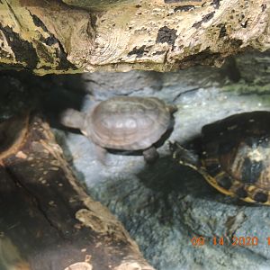 turtle species