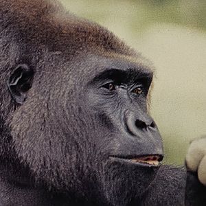 Gorillas at the Singapore Zoo: mid 1980s - early 1990s