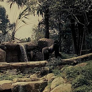 Gorilla Exhibit - Mid 1980s