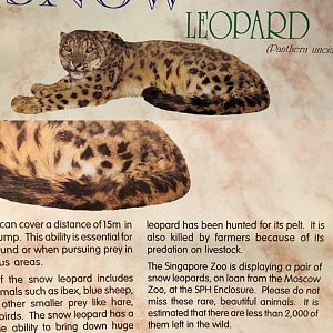 Snow Leopards at the Singapore Zoo: Special Loan, 1993