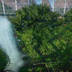 Golden Lion Tamarin Walkthrough