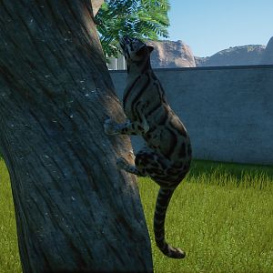 Climbing Clouded Leopard