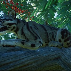 Clouded Leopard overlooking his habitat