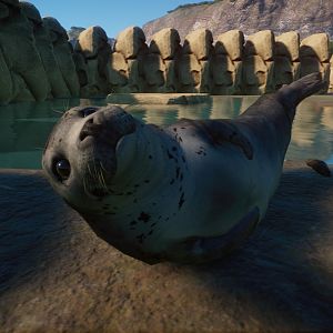 Harbour Seal