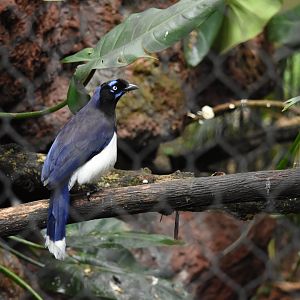 Black-chested Jay (Cyanocorax affinis)