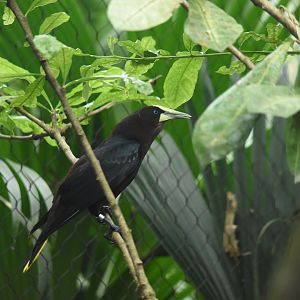 Chestnut-headed oropendola (Psarocolius wagleri)