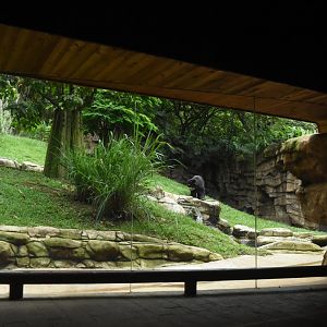 Spectacled bear exhibit