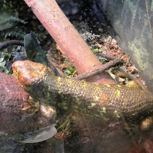 Reptile & Amphibian Discovery (RAD) Center - Solomon Islands Skink