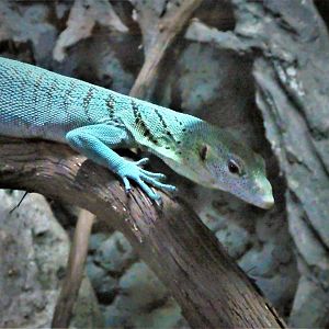 Reptile & Amphibian Discovery (RAD) Center - Emerald Tree Monitor