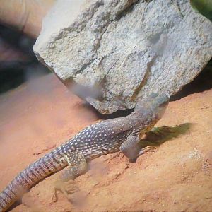 Reptile & Amphibian Discovery (RAD) Center - Desert Iguana