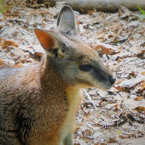 Tammar Wallaby
