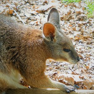 Tammar Wallaby