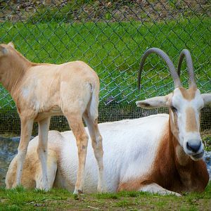 Scimitar Oryx