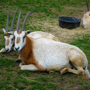 Scimitar Oryx