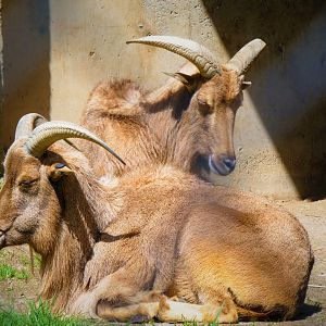 Barbary Sheep