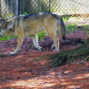 Mexican Wolf