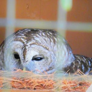Barred Owl