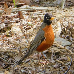 Eastern Robin