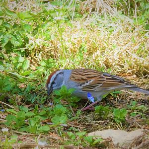 Eastern Chipping Sparrow