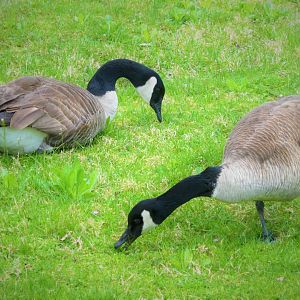 Interior Canada Goose