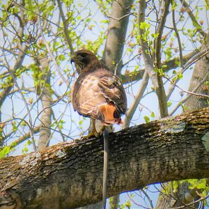 Eastern Red-tailed Hawk with Eastern Garter Snake