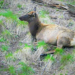 Trexler Nature Preserve - Rocky Mountain Elk