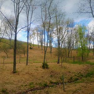 Trexler Nature Preserve - 9 Acre (4 Hectare) Plains Bison Exhibit