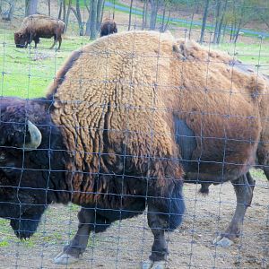 Trexler Nature Preserve - Plains Bison