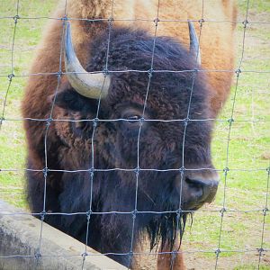 Trexler Nature Preserve - Plains Bison