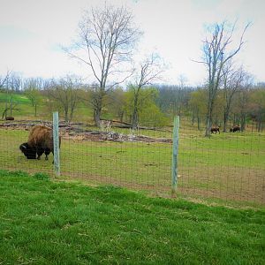 Trexler Nature Preserve - 9 Acre (4 Hectare) Plains Bison Exhibit