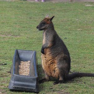 Swamp Wallaby at Yorkshire WP, 18th April 2021