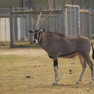 Beisa Oryx at Yorkshire WP, 18th April 2021