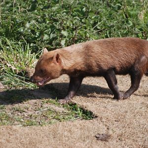 Bush Dog at Yorkshire WP, 18th April 2021