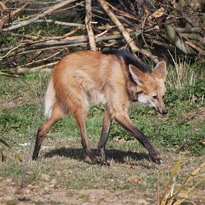 Maned Wolf at Yorkshire WP, 18th April 2021