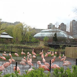 Flamingo Exhibit + Small Mammal/Reptile House