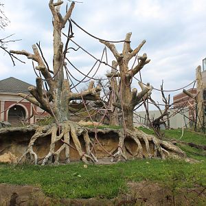 Center for African Apes - Gorilla Exhibit