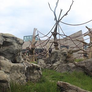 Center for African Apes - Gorilla Exhibit