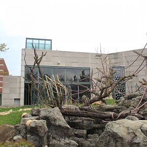 Center for African Apes - Gorilla Exhibit